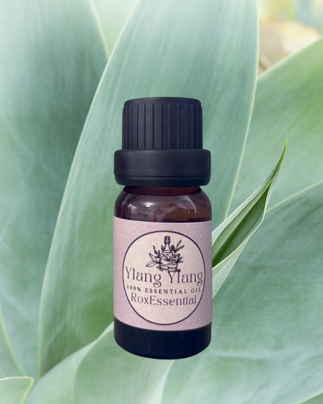 Ylang Ylang Essential Oil (Cananga odorata) – 100% Pure & Natural